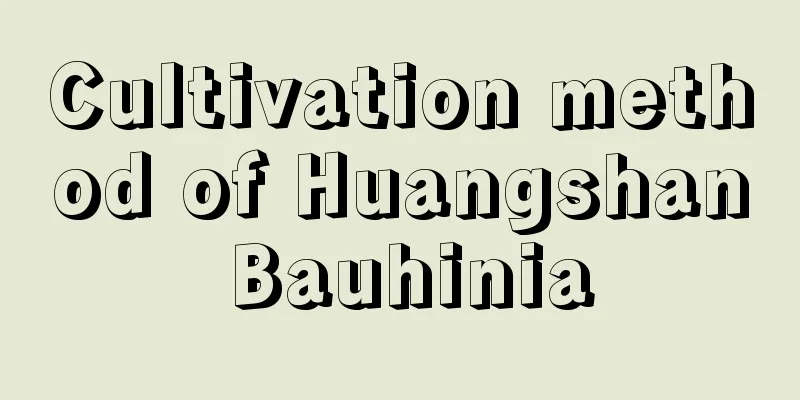 Cultivation method of Huangshan Bauhinia