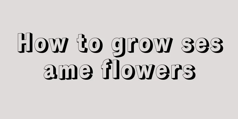 How to grow sesame flowers