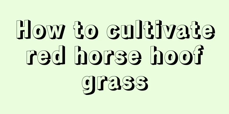 How to cultivate red horse hoof grass