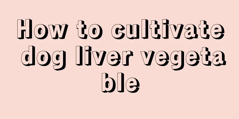 How to cultivate dog liver vegetable