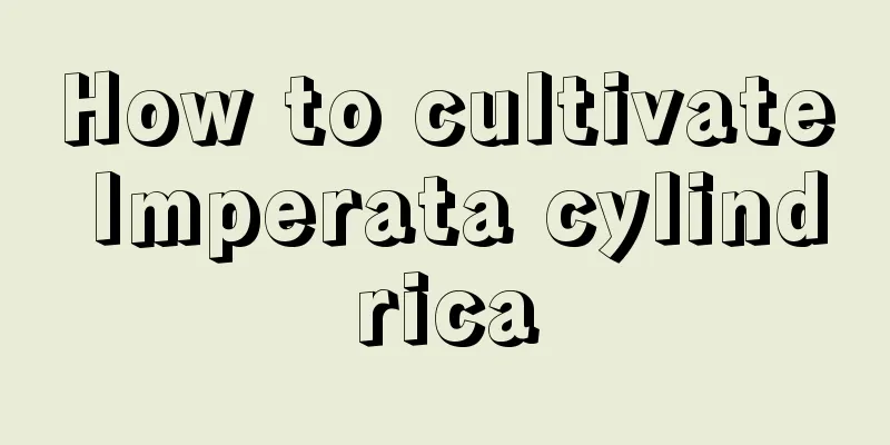 How to cultivate Imperata cylindrica