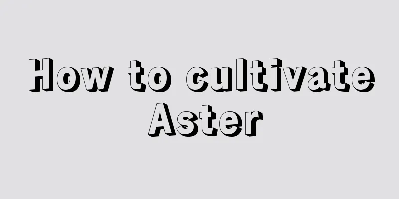 How to cultivate Aster