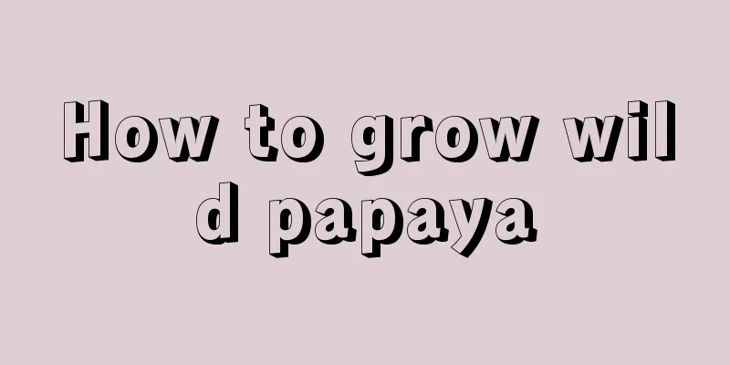 How to grow wild papaya