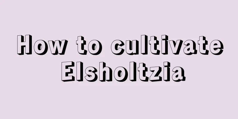 How to cultivate Elsholtzia