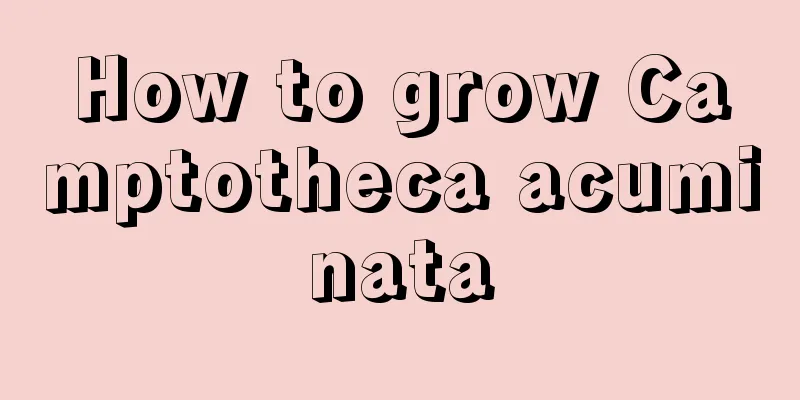 How to grow Camptotheca acuminata