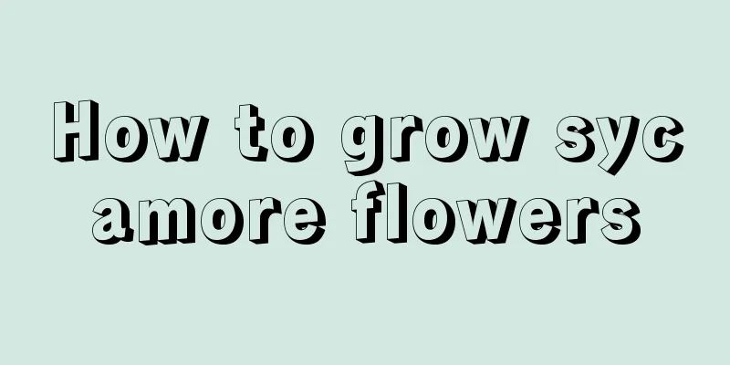 How to grow sycamore flowers