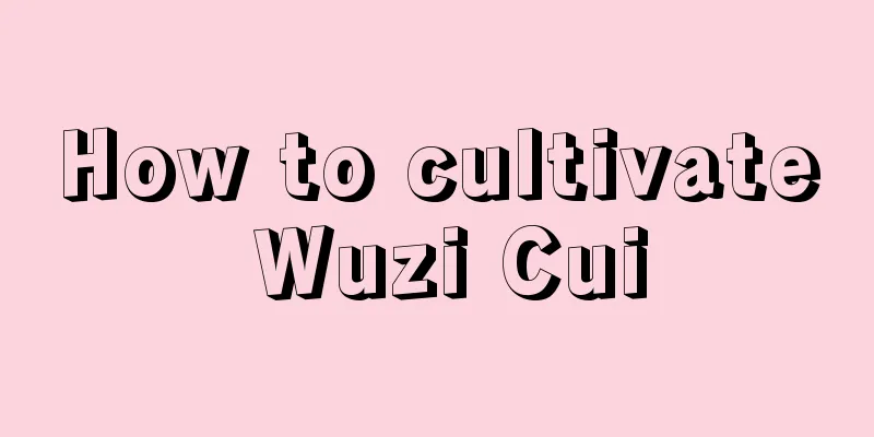 How to cultivate Wuzi Cui