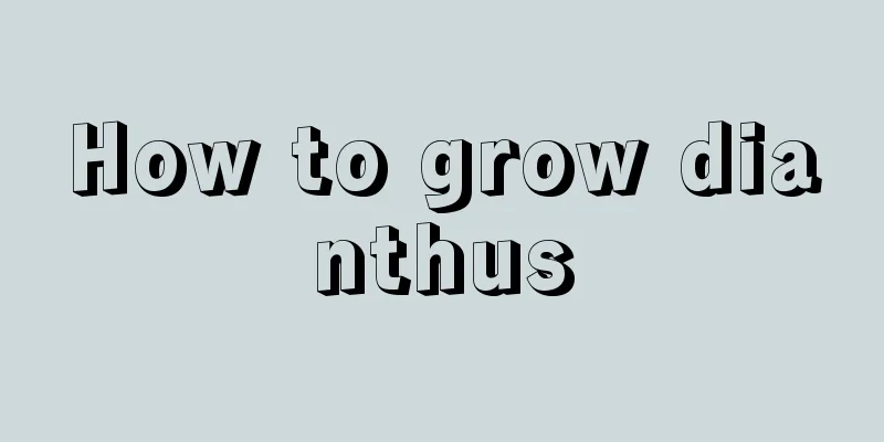 How to grow dianthus