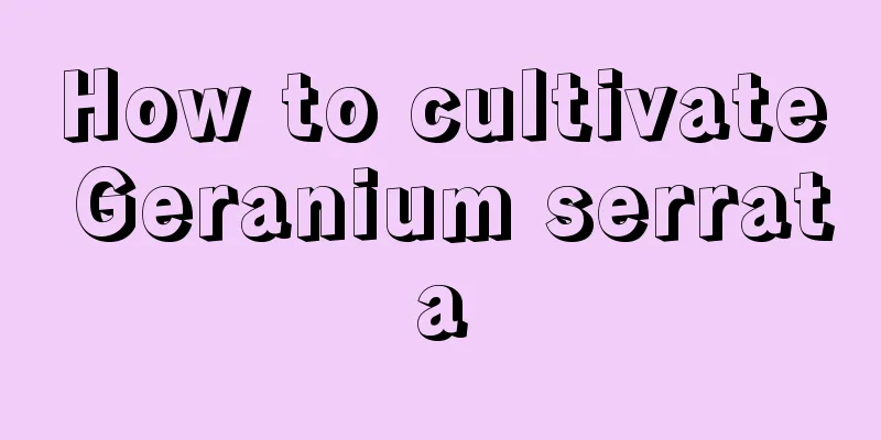 How to cultivate Geranium serrata