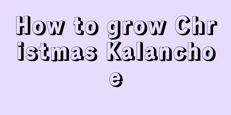 How to grow Christmas Kalanchoe