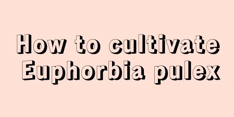 How to cultivate Euphorbia pulex