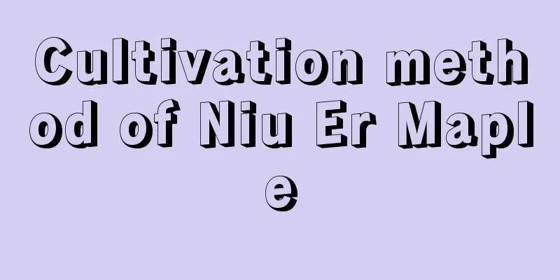 Cultivation method of Niu Er Maple