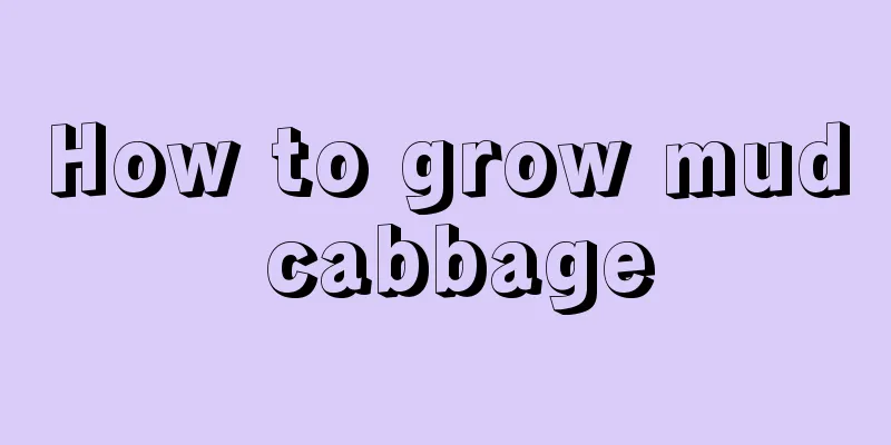 How to grow mud cabbage