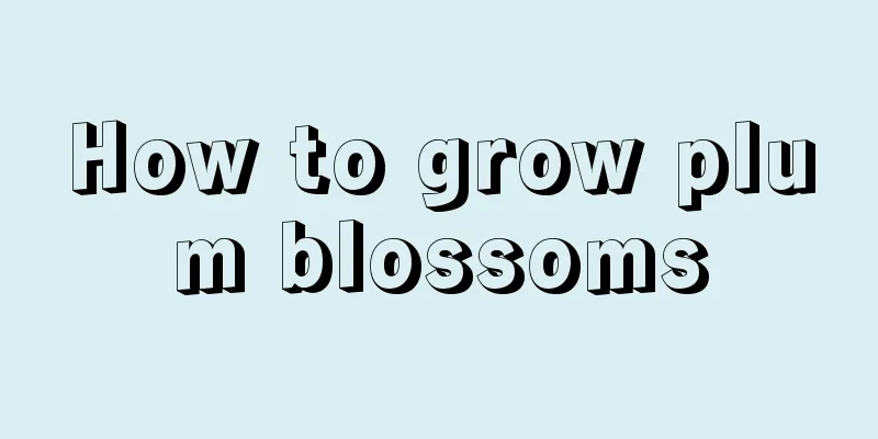 How to grow plum blossoms