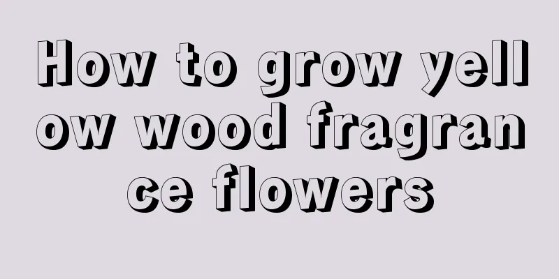 How to grow yellow wood fragrance flowers