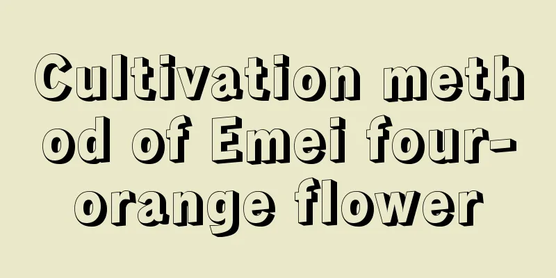 Cultivation method of Emei four-orange flower