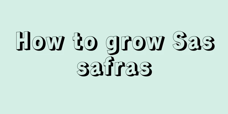 How to grow Sassafras