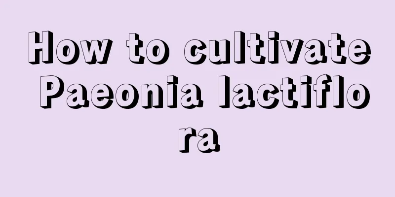 How to cultivate Paeonia lactiflora