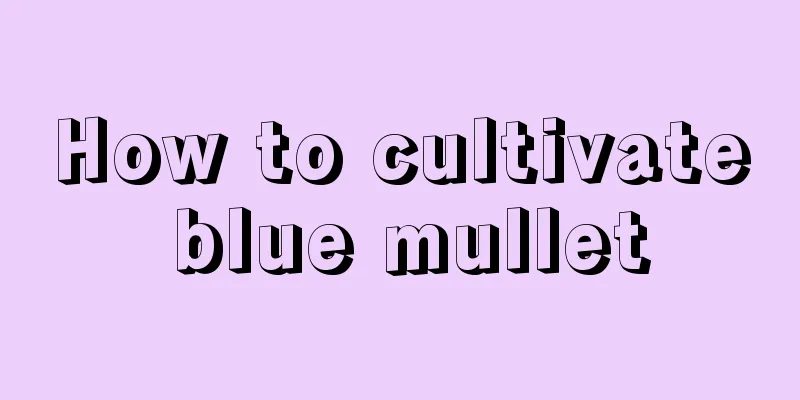 How to cultivate blue mullet