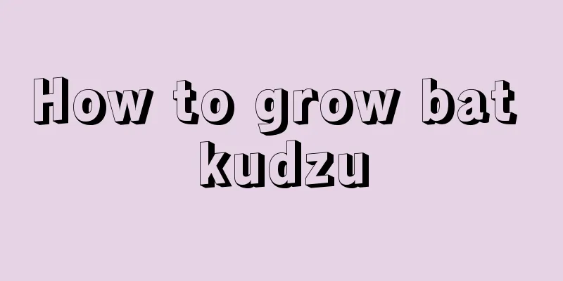 How to grow bat kudzu