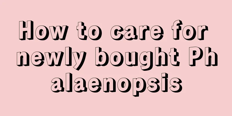 How to care for newly bought Phalaenopsis