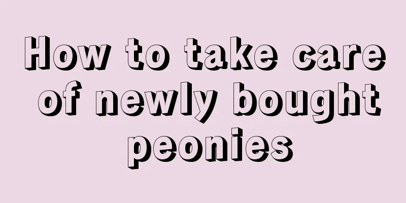 How to take care of newly bought peonies