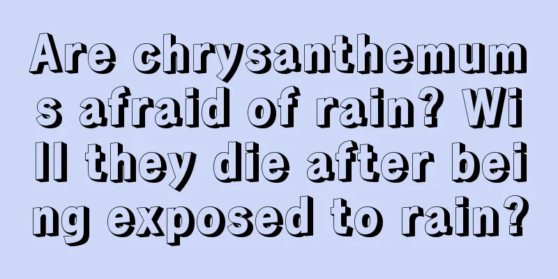 Are chrysanthemums afraid of rain? Will they die after being exposed to rain?