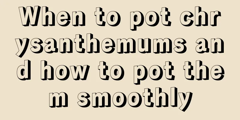 When to pot chrysanthemums and how to pot them smoothly