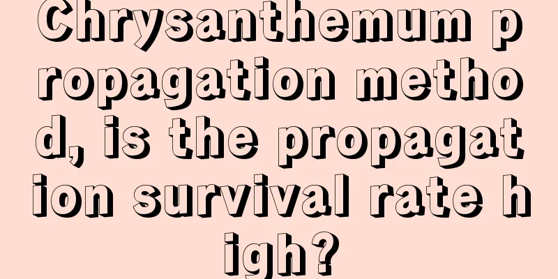 Chrysanthemum propagation method, is the propagation survival rate high?