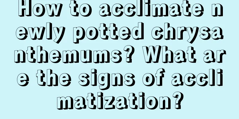 How to acclimate newly potted chrysanthemums? What are the signs of acclimatization?