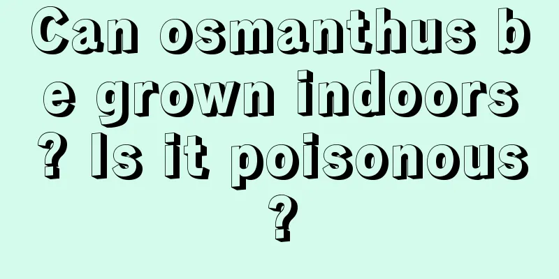 Can osmanthus be grown indoors? Is it poisonous?