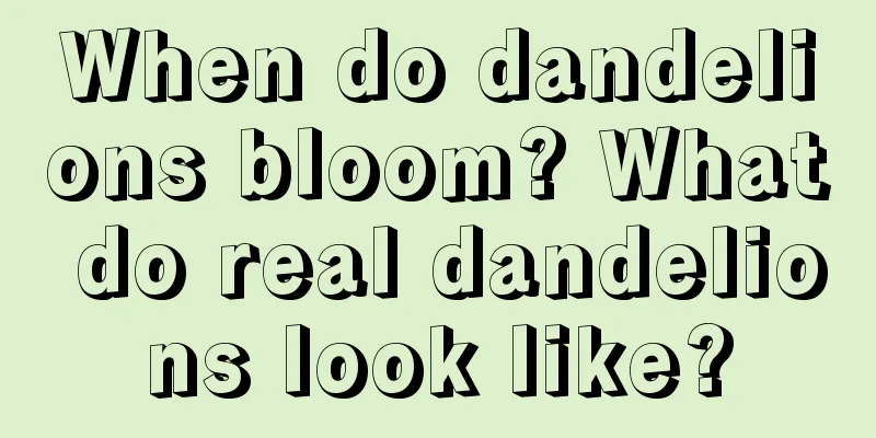 When do dandelions bloom? What do real dandelions look like?