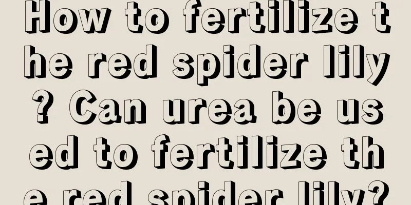 How to fertilize the red spider lily? Can urea be used to fertilize the red spider lily?