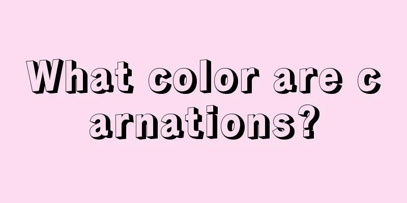 What color are carnations?