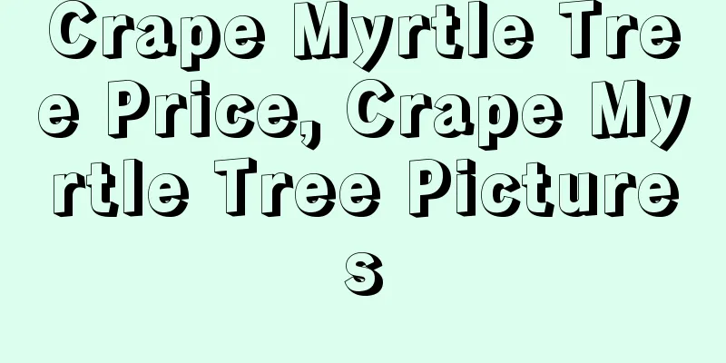 Crape Myrtle Tree Price, Crape Myrtle Tree Pictures