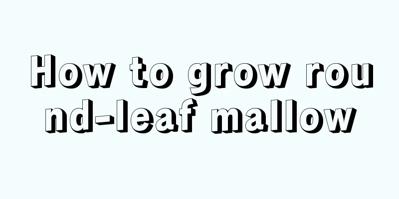 How to grow round-leaf mallow