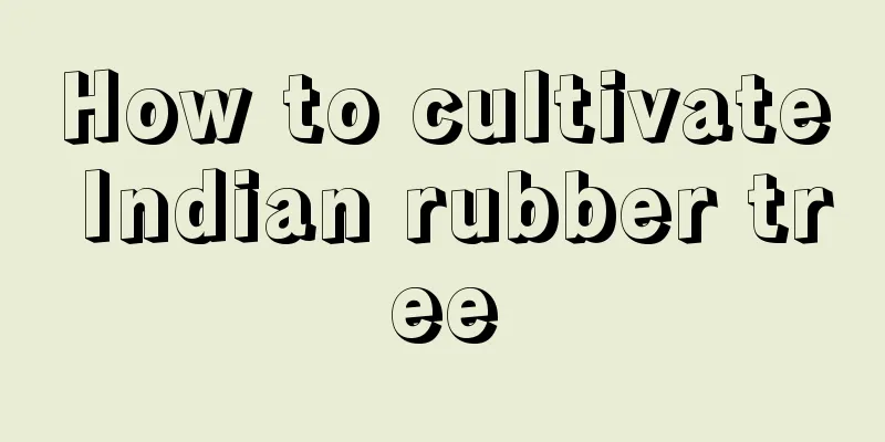 How to cultivate Indian rubber tree