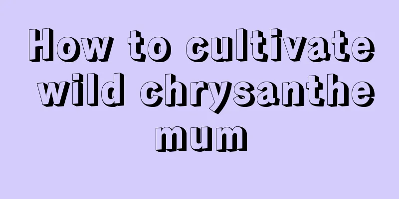 How to cultivate wild chrysanthemum