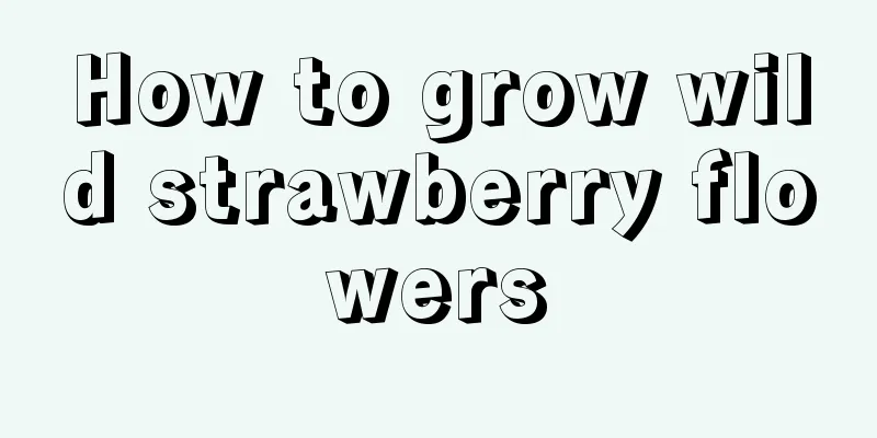 How to grow wild strawberry flowers