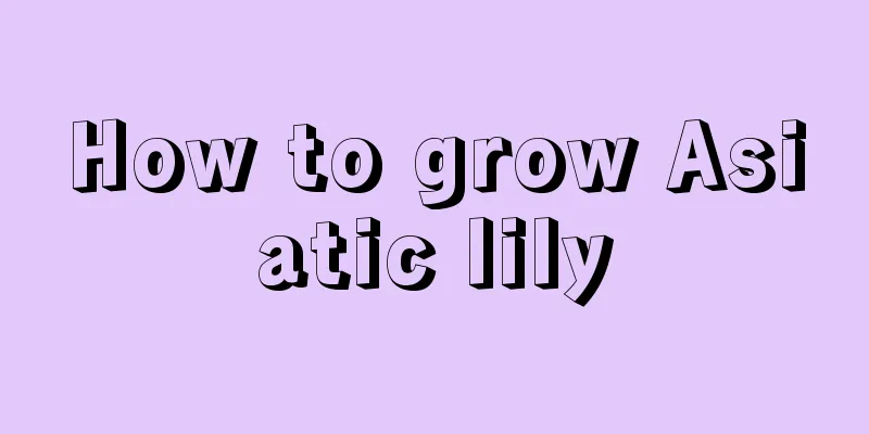 How to grow Asiatic lily