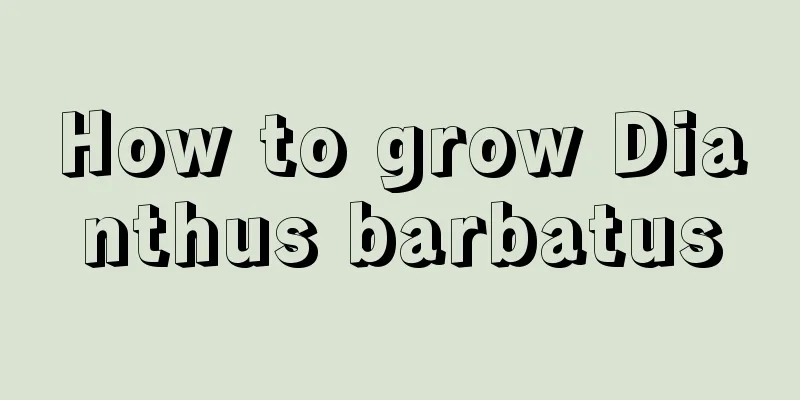 How to grow Dianthus barbatus