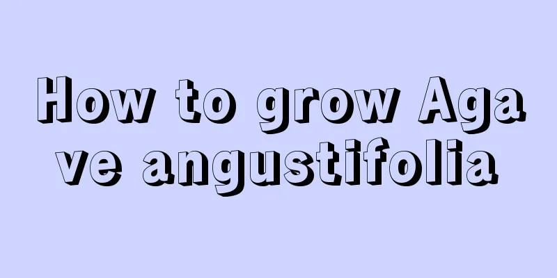 How to grow Agave angustifolia