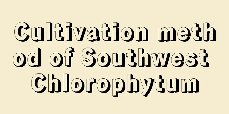 Cultivation method of Southwest Chlorophytum