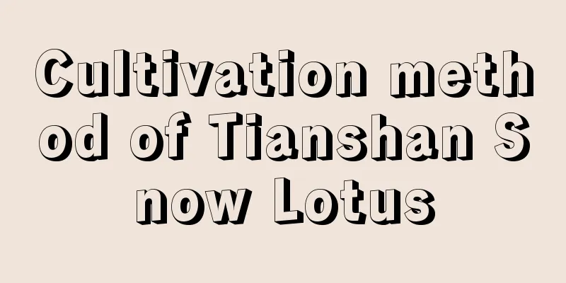 Cultivation method of Tianshan Snow Lotus