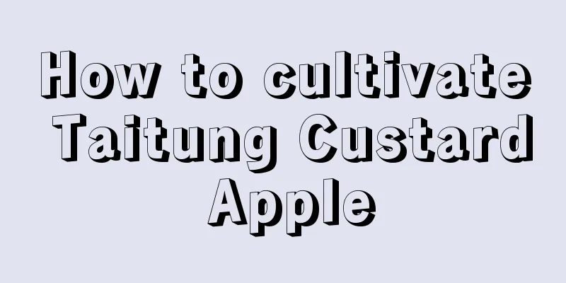 How to cultivate Taitung Custard Apple