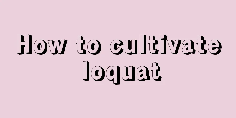 How to cultivate loquat