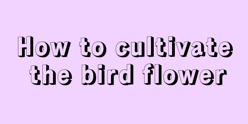 How to cultivate the bird flower