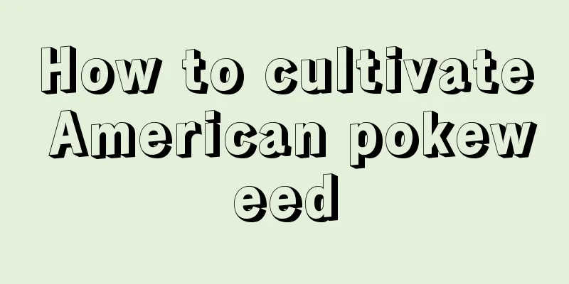 How to cultivate American pokeweed