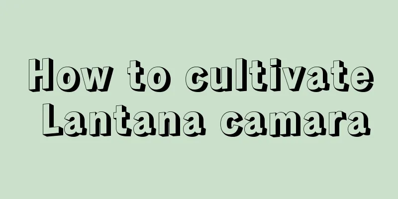 How to cultivate Lantana camara