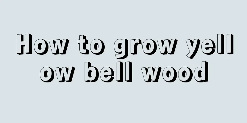 How to grow yellow bell wood